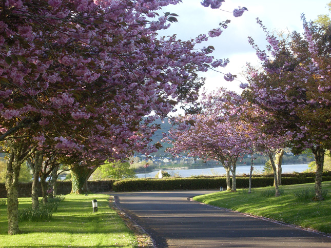 Sheen-Falls-Lodge---Cherry-Blossoms-Driveway