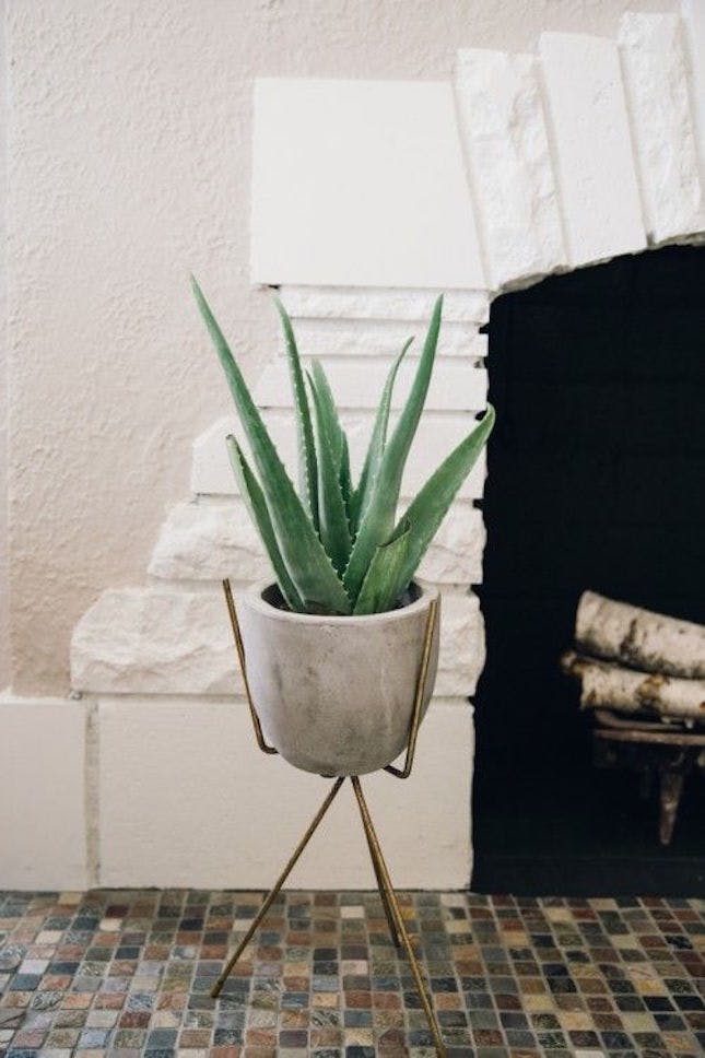 3 Bedroom Plants That Will Help You Sleep Better At Night