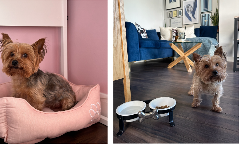 Images of Paul Kinsella's dog and pet products from Homesense